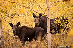 Moose Calf 101514 4573 2
