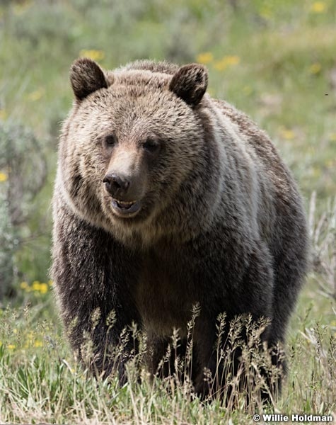 Grizzly Bear Tetons 061320 1840 2