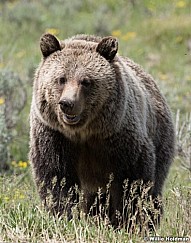 Grizzly Bear Tetons 061320 1840 2