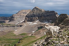 Rocky Mountain Goats on Timpanogos