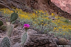 Grand Canyon Wildflowers 041215 6113
