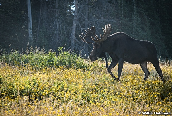 Bull Moose Antlers 083123 9254 2 2