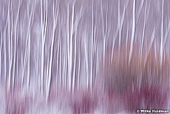 Abstract Winter Trees 031714 0376