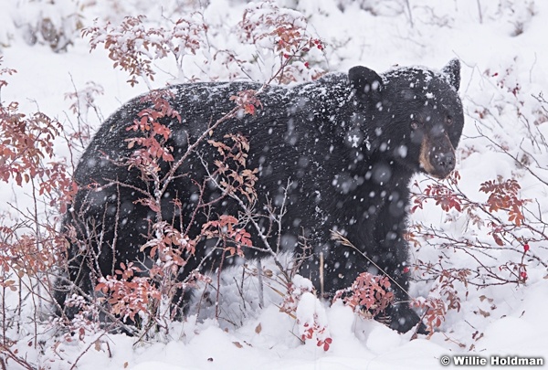Black Bear Winter Berries 100118 6675