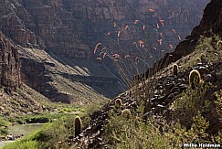 Ocotillo Cactus Grand Canyon 061716 0216