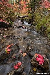 Maple Leaves Autumn Stream 091920 9263 3