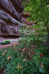 Columbine Wildflowers Grand Canyon 040815 4470