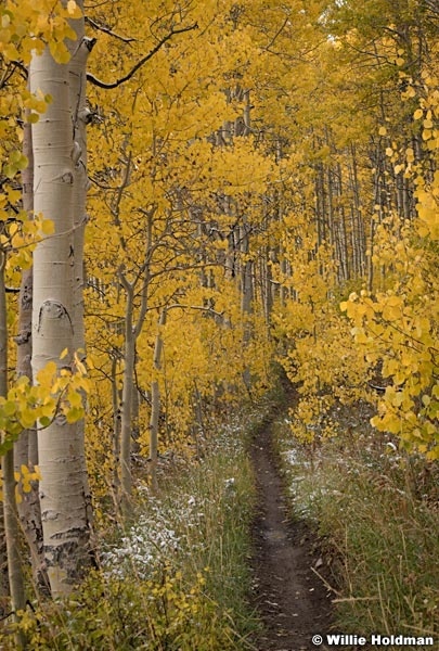Wasatch Yellow Trail 092921 6020
